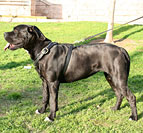 Cane Corso Hundegeschirr aus Leder Cane Corso Hundegeschirr aus Leder